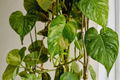 Variegated Giant Golden Pothos Live Rooted Plant in 2.5 Inch Pot – Epipremnum aureum