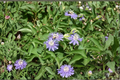 Blue Passionflower Vine Live Plant – 5 Inch Starter, Passiflora caerulea, Climbing Flowering Vine, Container & Garden Support