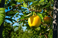 Dorsett Golden Apple Tree Grafted Live Fruit Tree Self-Pollinating for Backyard Garden or Orchard