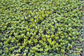 Crassula Ovata Jade Plant Live Succulent Bonsai Indoor Houseplant Starter Cutting
