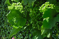 White Muscat Grape Vine Live Plant – 3 Gallon Vitis vinifera for Home Garden, Trellis, Vineyard