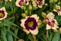 Blackthorne Daylily Bare Root Plants – Purple & Yellow Blooms, Perennial, Easy Care, Garden Border, Hemerocallis