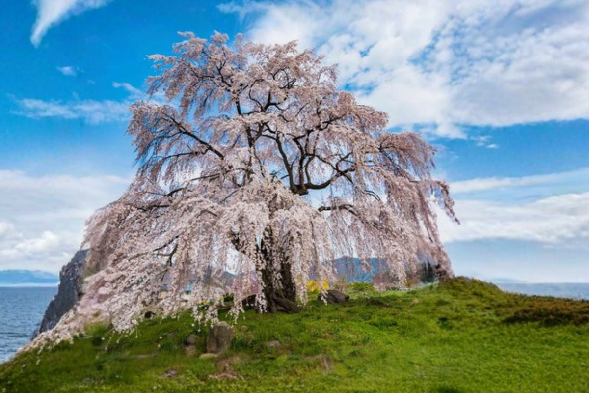 White Snow Fountain Weeping Cherry Tree Seeds, Ornamental Flowering Tree Seeds, Prunus hybrid, 5 Pack