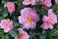 Fall Blooming Camellia â€˜Autumn Pink Icicleâ€™ 1 Gallon Evergreen Shrub Pink Flowers Camellia sasanqua