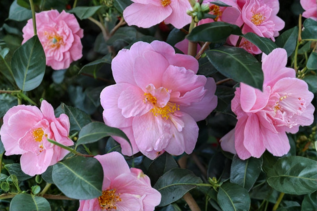 Fall Blooming Camellia â€˜Autumn Pink Icicleâ€™ 1 Gallon Evergreen Shrub Pink Flowers Camellia sasanqua