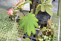 Acer japonicum Attaryi Japanese Maple Live Plant, 1 Gallon Pot, Red Leaf Ornamental Tree for Garden & Landscape