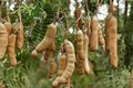 Tamarind Seeds 8 Pack – Tropical Fruit Tree Seeds for Indoor Outdoor Growing – Tamarindus indica
