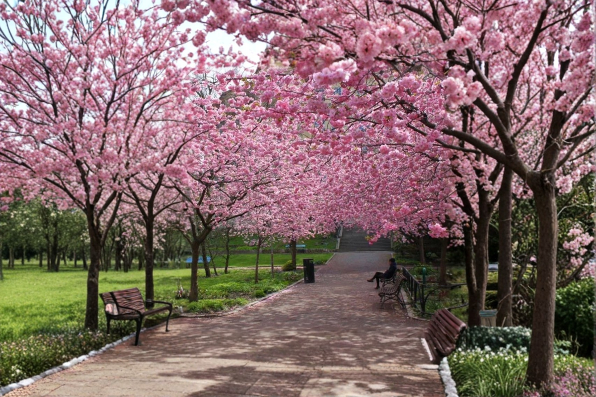 Cherry Blossom Tree Seeds, Rare Flowering Ornamental Tree, 20 Seeds, Prunus spp. for Garden & Landscape Planting