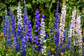 Delphinium Magic Fountains Mix Live Perennial Starter Plants – 4 Pack – Delphinium elatum