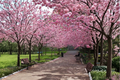 Rare Japanese Sakura Cherry Tree Seeds – 3 Pack, Pink Blossoms, Ornamental Tree, Prunus serrulata, Garden & Bonsai