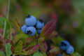 Powder Blue Blueberry Live Plant, 18-24 Inches, Vaccinium ashei 'Powderblue', Rabbiteye Fruit Shrub, Edible Garden, Container Plant