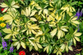 Dwarf Umbrella Tree Live Plant – Schefflera arboricola – Rooted Indoor Houseplant