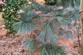 Cesarini Blue Limber Pine Live Plant 12 Inch Blue-Green Needles Evergreen Conifer Pinus flexilis