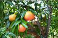 Rio Red Grapefruit Tree Live Citrus Plant Fruiting Age, Seedless, Rare Variety, Citrus Tree for Garden or Container Planting