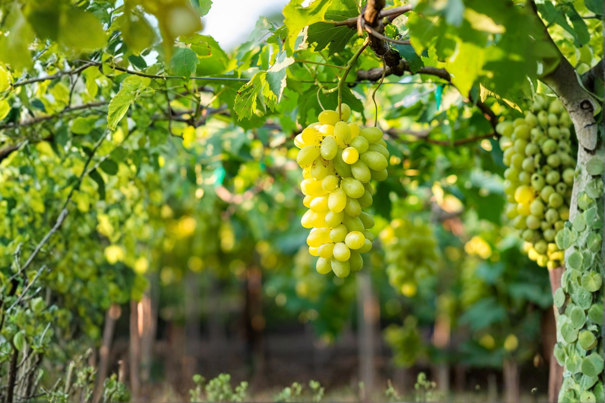 Thompson Seedless Grape Vine – 1 Gallon Live Plant, Seedless White Grapes, Vitis vinifera for Garden Trellis & Backyard Growing