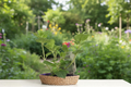 Organic Mojito Mint Live Plant | 3-8 Inches Tall | Mentha × villosa Herb for Garden & Containers