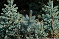 Baby Blue Eyes Colorado Spruce Live Plant 12 Inch Picea pungens Blue Evergreen Conifer in 1-Gallon Pot