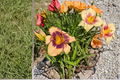 Daylily Bare Root Plants – Yellow ‘Moon Music’ Perennial for Summer Garden Flowers – Hemerocallis
