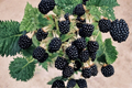 Arapaho Thornless Blackberry Seeds - 30 Pack, Edible Fruit, Thornless Bush, Rubus spp., Garden & Container Growing