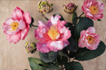 Variegated Camellia ‘Charlean’ Live Plant – Pink & White Variegated Evergreen Shrub in 1 Gallon Pot