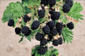 Prime-Ark Horizon Blackberry Live Plant – Thornless Fruit Bush for Garden, Orchard & Container Growing, Rubus 'Prime-Ark Horizon'