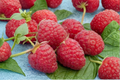 Rare Dwarf Raspberry Seeds 100 Pack – Compact Edible Fruit Plant for Indoor Outdoor Garden – Rubus idaeus