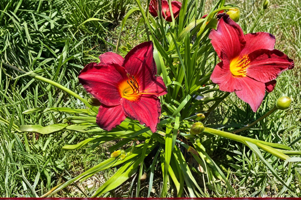 Daylily Chicago Brave Bare Root Plants – Red Yellow Bi-Color Perennial Flowers for Summer Garden Beds & Borders