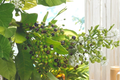 Allspice Live Plant – 3-4 ft Pimenta dioica Tropical Evergreen Tree for Patio Garden in Pot