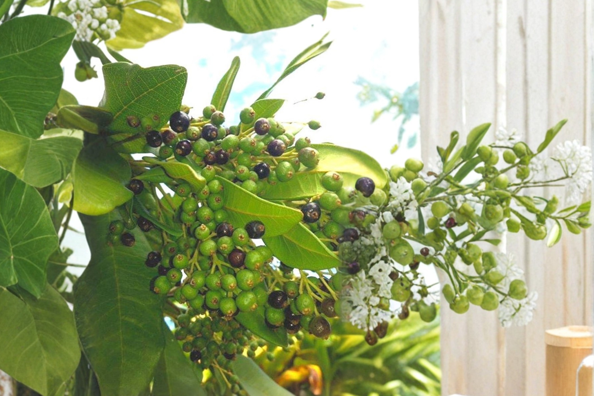 Allspice Live Plant – 3-4 ft Pimenta dioica Tropical Evergreen Tree for Patio Garden in Pot