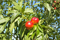Panamint Nectarine Tree Live Plant – 4–6 Ft, Sweet Nectarines, Prunus persica var. nucipersica, Full Sun, Fast Growing Outdoor Fruit Tree
