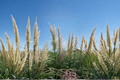 White Pampas Grass Live Plant 1 Gallon – Ornamental Grass for Landscape, Garden Border, White Feathery Plumes, Cortaderia selloana