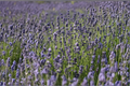 Lavender Live Plant, Rooted Herb, Purple Flowers, Lavandula angustifolia, Perennial Garden Plant