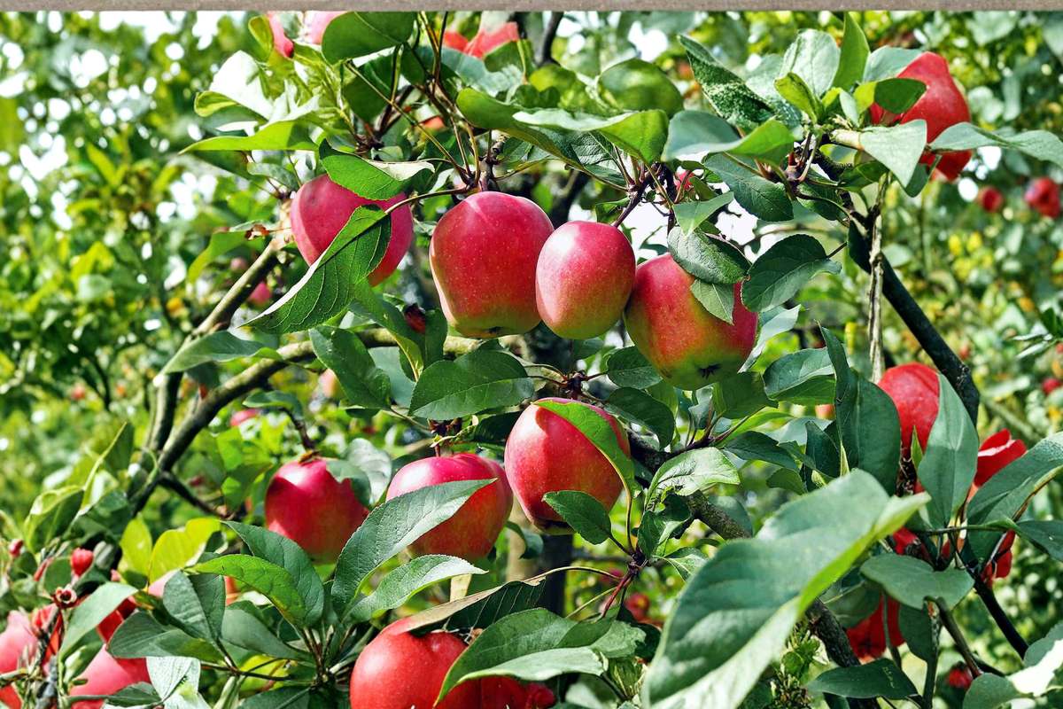Anna Apple Tree Live Fruit Tree – Self-Pollinating, Tall, Ready to Plant, Includes Fertilizer, Malus domestica 'Anna'