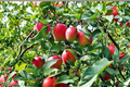 Anna Apple Tree Live Fruit Tree - 4ft Self-Pollinating Grafted Orchard Plant, Malus domestica 'Anna'