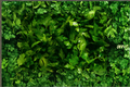 Curly Parsley Live Herb Plant Rooted Starter | Petroselinum crispum | Container-Friendly, Green Foliage