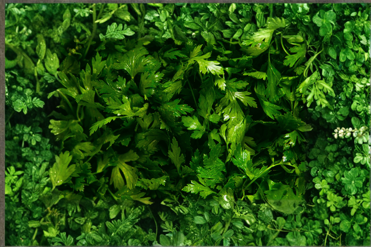 Curly Parsley Live Herb Plant Rooted Starter | Petroselinum crispum | Container-Friendly, Green Foliage