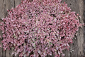 Sedum 'Firecracker' Live Plant – 4 Inch Pot – Perennial Succulent Ground Cover