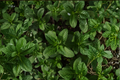 Live Julep Mint Herb Plant | 4-6 Inch Rooted Starter | Mentha spicata | Container & Garden Use