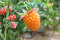 Salmonberry Seeds 50 Pack – Rare Rubus spectabilis Fruit Plant for Berry Garden & Edible Landscaping