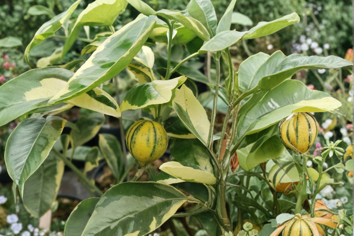 Variegated Minneola Tangelo Tree - Grafted Citrus Hybrid with Decorative Leaves, 3ft Tall Live Fruit Tree