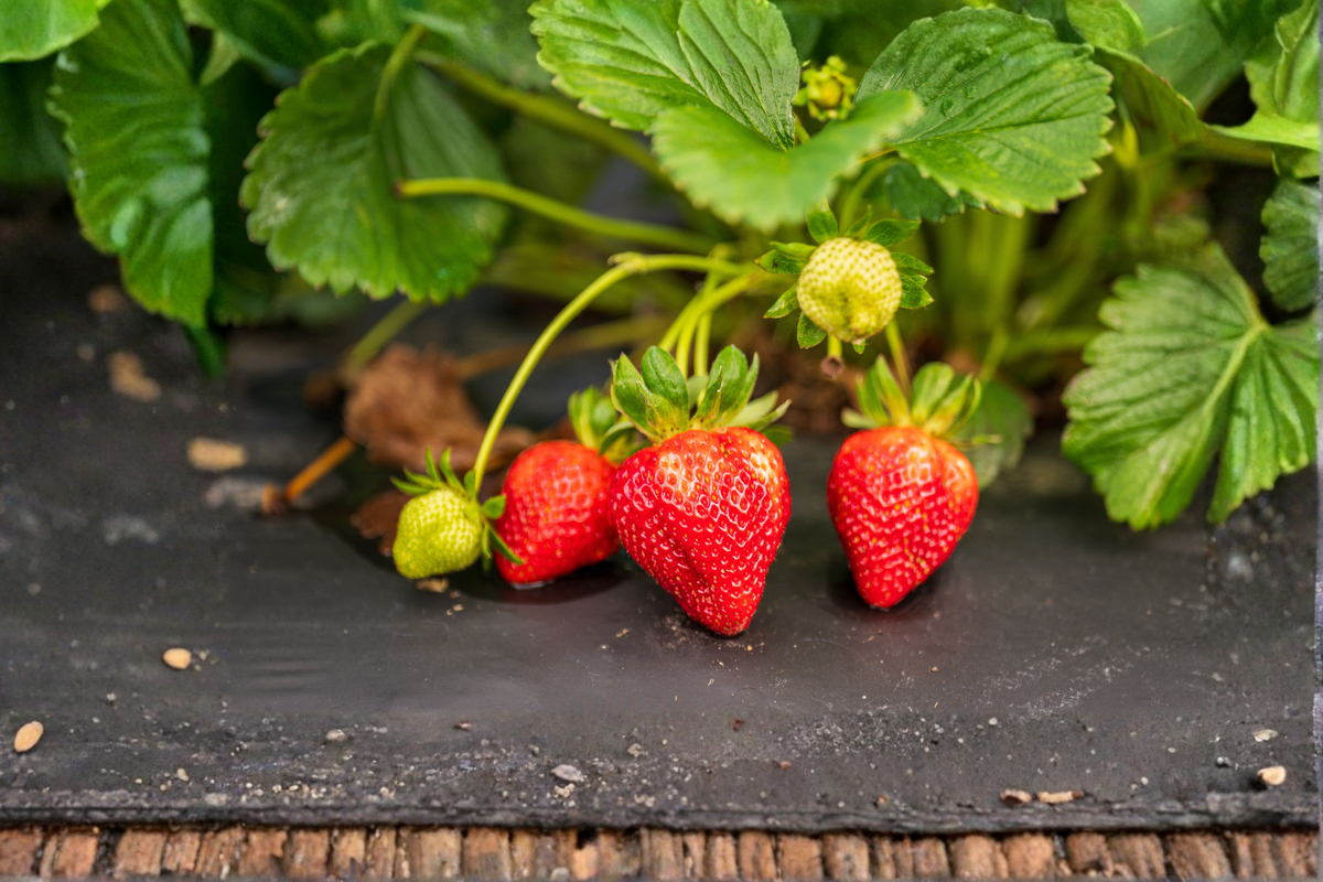 Albion Strawberry 25 Bare Root Plants – Day Neutral Fragaria × ananassa
