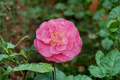 Camellia japonica 'Marie Bracey' Live Plant – Pink Flower Evergreen Shrub in 3-Gallon Pot for Shade Gardens