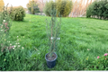Blue Arrow Juniper Live Plant, 12 Inch, Narrow Evergreen Columnar Tree, Juniperus scopulorum 'Blue Arrow'