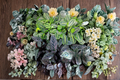 Assorted Calathea Plants Bundle - 2 Inch Rooted Tropical Houseplants for Indoor Decor & Gift