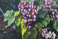 Black Ison’s Muscadine Grape Vine Live Plant 2-Gallon Pot, Climbing Fruit Vine, Vitis rotundifolia, Dark Purple Grapes
