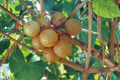 Bronze Summit Muscadine Grape Vine Live Plant 4-6 Ft, Sweet Bronze Fruit, Vitis rotundifolia, Climbing Vine for Garden & Vineyard