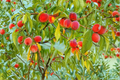 Nectar Peach Tree 4-6 ft Fruit Producing Tree with Juicy Nectarine Peaches Prunus persica