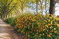 Japanese Kerria Pleniflora Live Plant – 4 Inch Pot, Double Yellow Flowers, Ornamental Shrub for Garden Borders & Landscaping