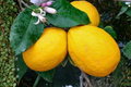 Dwarf Meyer Lemon Seeds | Compact Citrus Fruit Tree for Indoor & Outdoor Container Gardening | Citrus × meyeri
