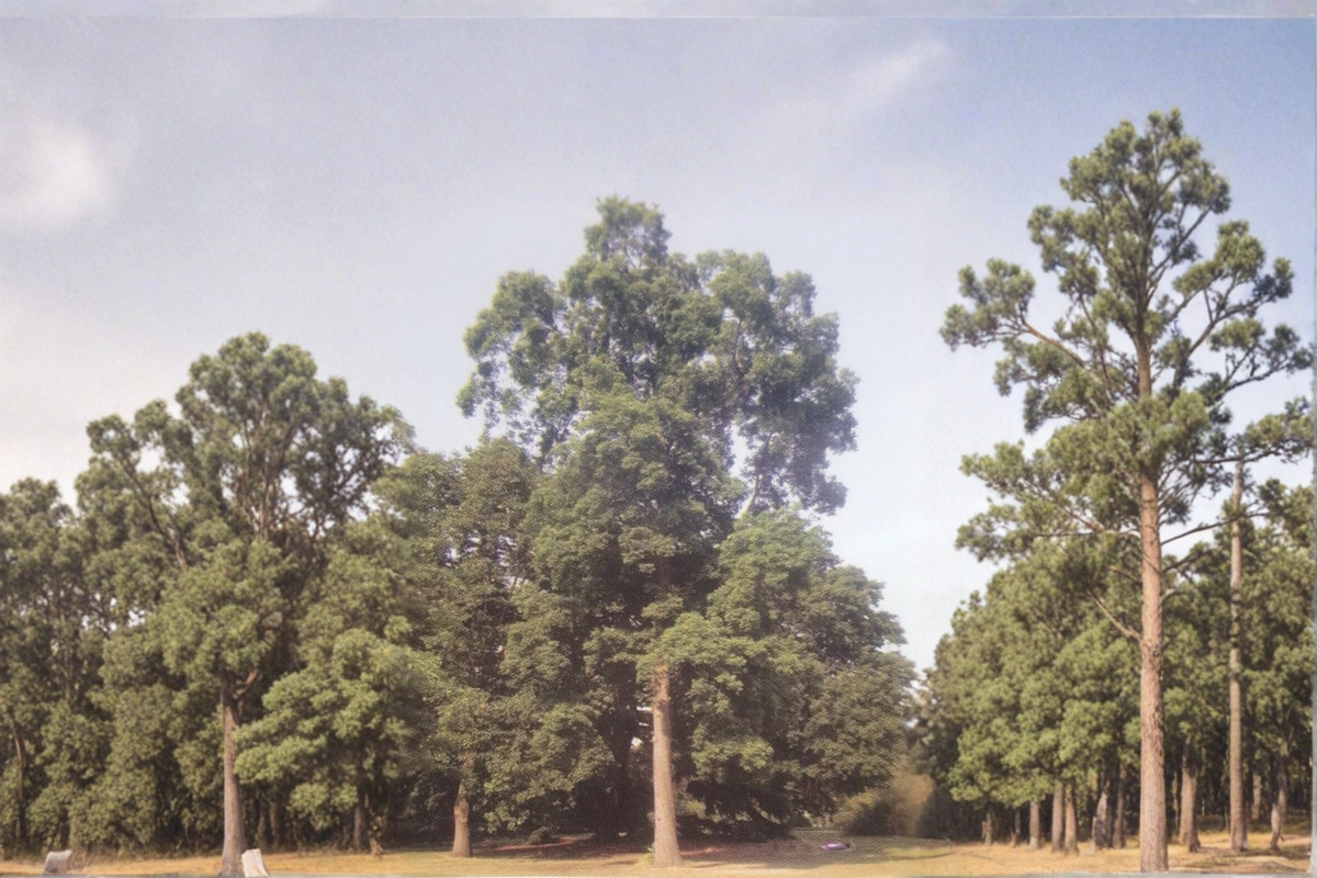 Live Wichita Pecan Tree Grafted Nut Tree 16-24 Inches - Carya illinoinensis for Orchard & Garden
